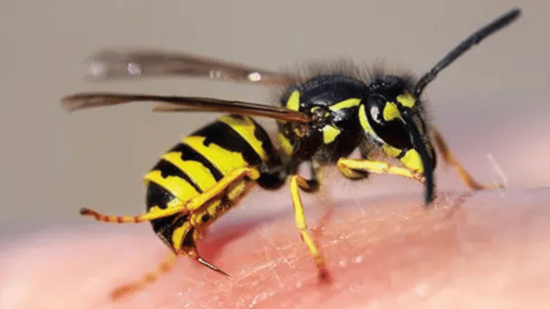 https://d2vvc091k8tmib.cloudfront.net/s3fs-public/2026-10/Insect%20Sting%20Allergy_%20When%20Is%20a%20Bee%20or%20Wasp%20Sting%20an%20Emergency.png